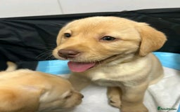 Labrador Retriever dogs for sale: Pure breed Labrador Retrievers puppies  - Image 13