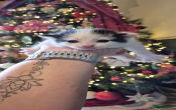 Domestic Shorthair cats for sale: Short hair kittens - Image 1