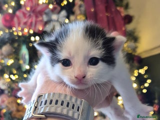 Domestic Shorthair cats - Advert 1