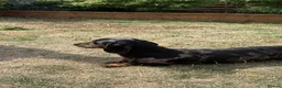 Miniature Dachshund dogs for sale: Miniature Daschund - Advert 6