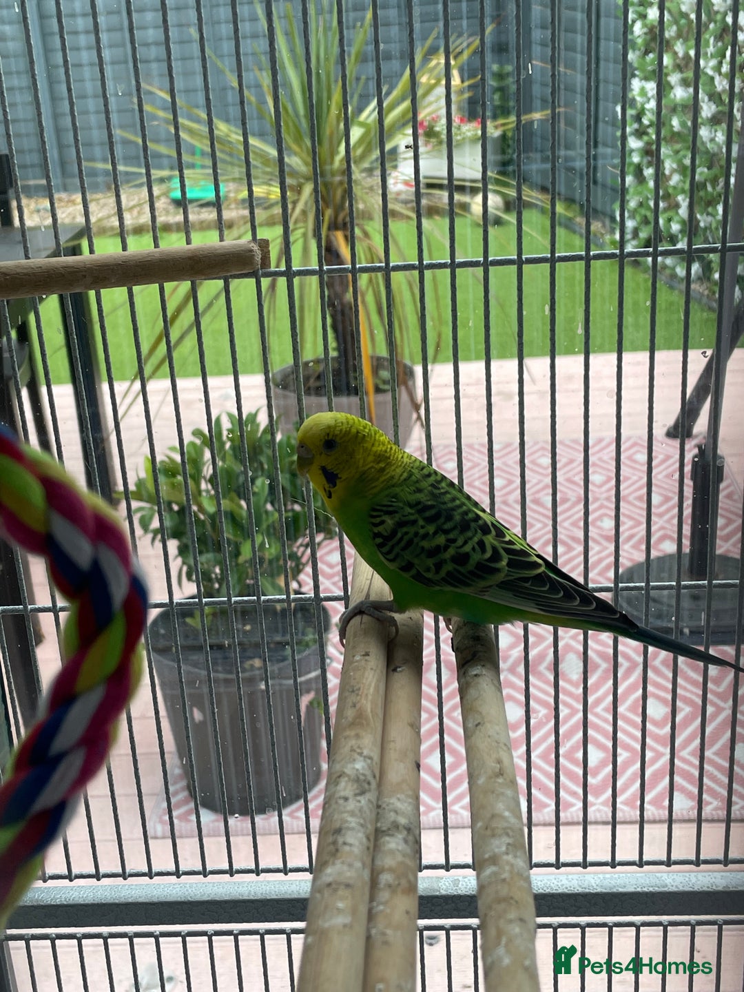 Budgerigars birds for sale: 2 female budgies+big cage and accessories  - Image 5