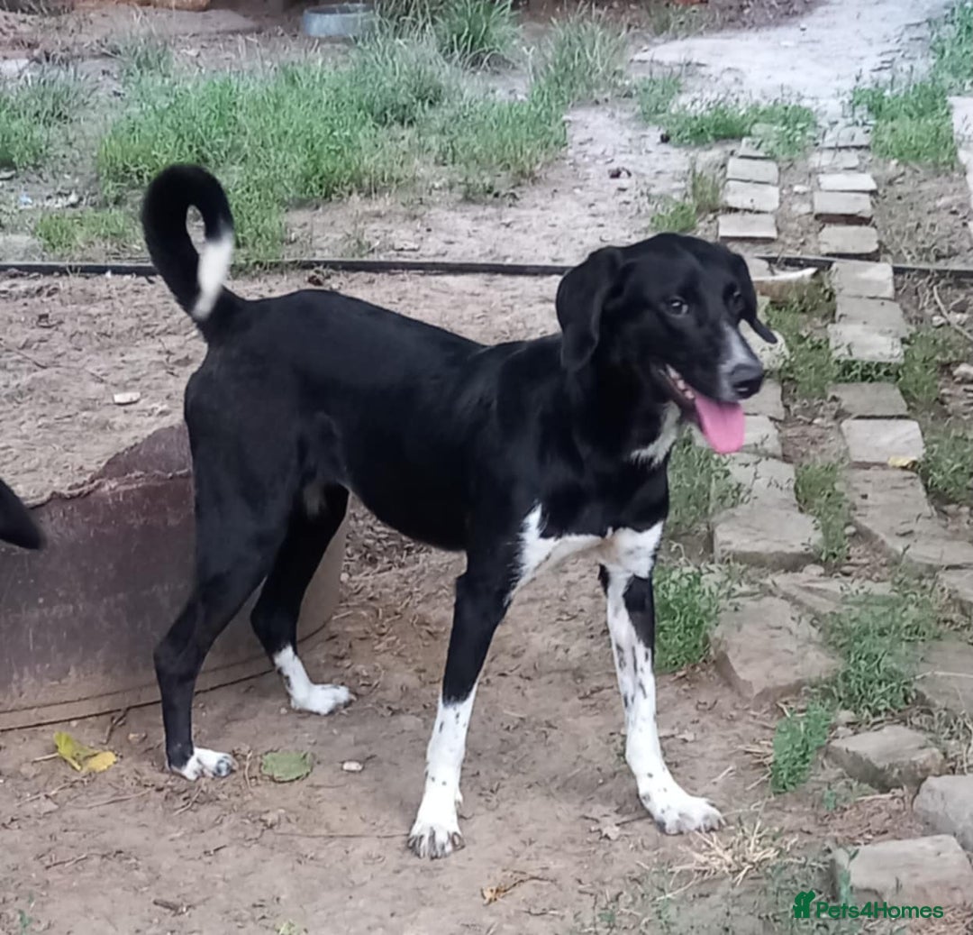 Mixed Breed dogs for adoption: NORA FOR ADOPTION IN CORNWALL/DEVON - Advert 7