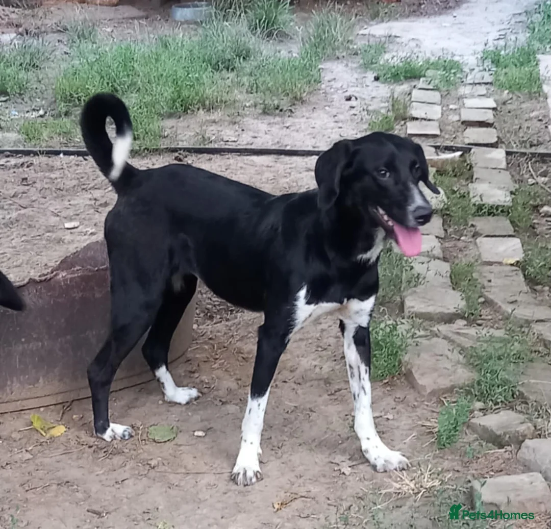 Mixed Breed dogs for adoption: NORA FOR ADOPTION IN CORNWALL/DEVON - Advert 8