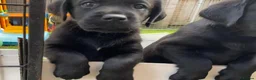 Labrador Retriever dogs for sale: 5* LICENCED LABRADOR BREEDER kc registered  - Advert 13