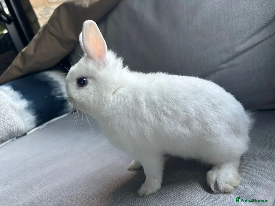 Netherland Dwarf rabbits for sale: White Netherland Dwarf - Advert 3