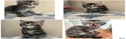 Mixed Breed cats for sale:  kittens looking for a loving forever home 🐾 in Ipswich - Advert 4