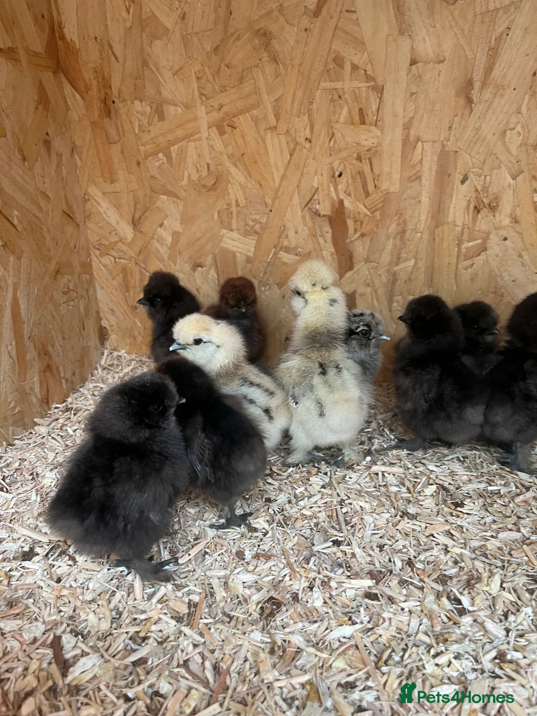 Chickens poultry for sale: Chicks, pullets, cockerels  - Advert 11