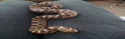 Snake reptiles for sale: Spotted Python, Hognose, 2x Corn in Greenhithe - Advert 8