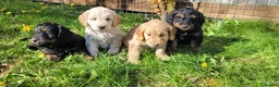 Cockapoo dogs for sale: F1 Cockerpoo Puppies  - Advert 3