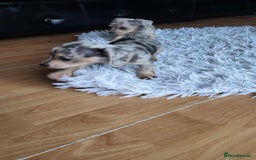 Mixed Breed dogs for sale: Mini dachshunds for sale - Image 8