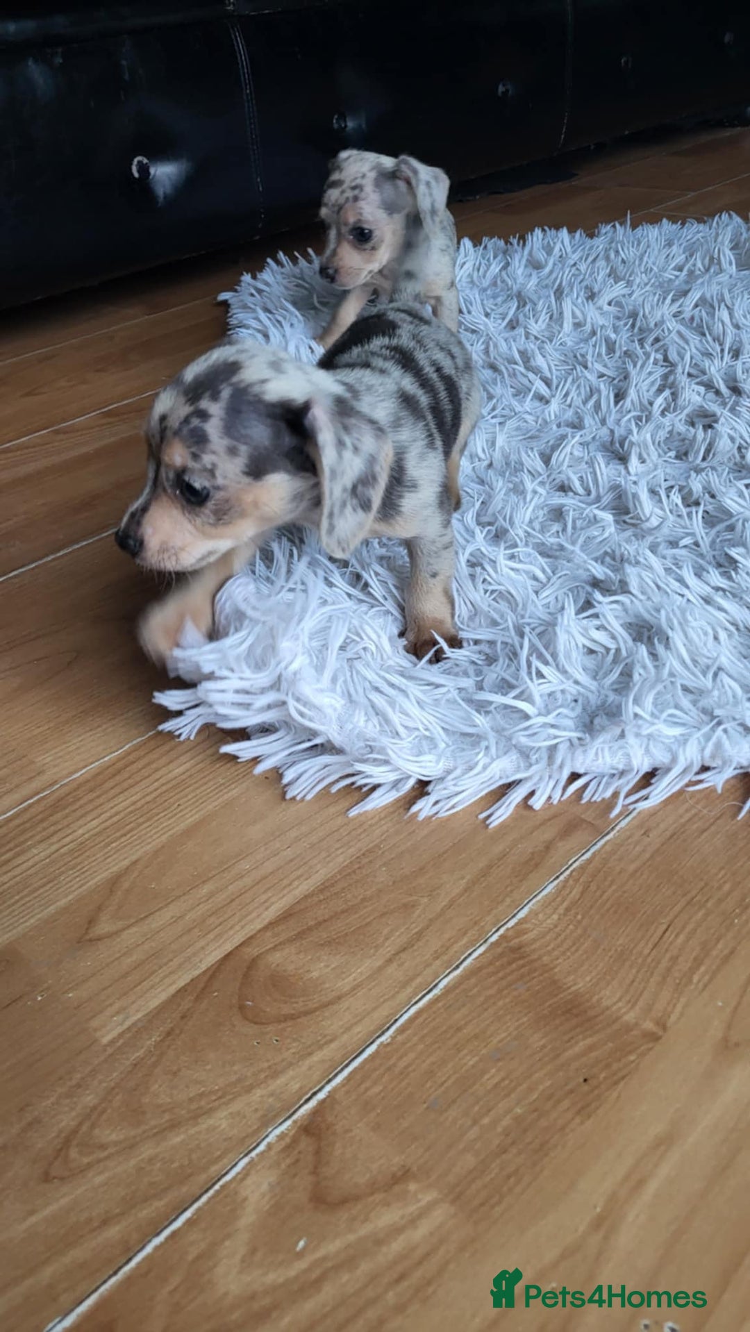 Mixed Breed dogs for sale: Mini dachshunds for sale - Image 8