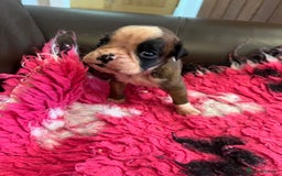 Boxer dogs for sale: Boxer puppies from Health Tested Parents  - Image 3