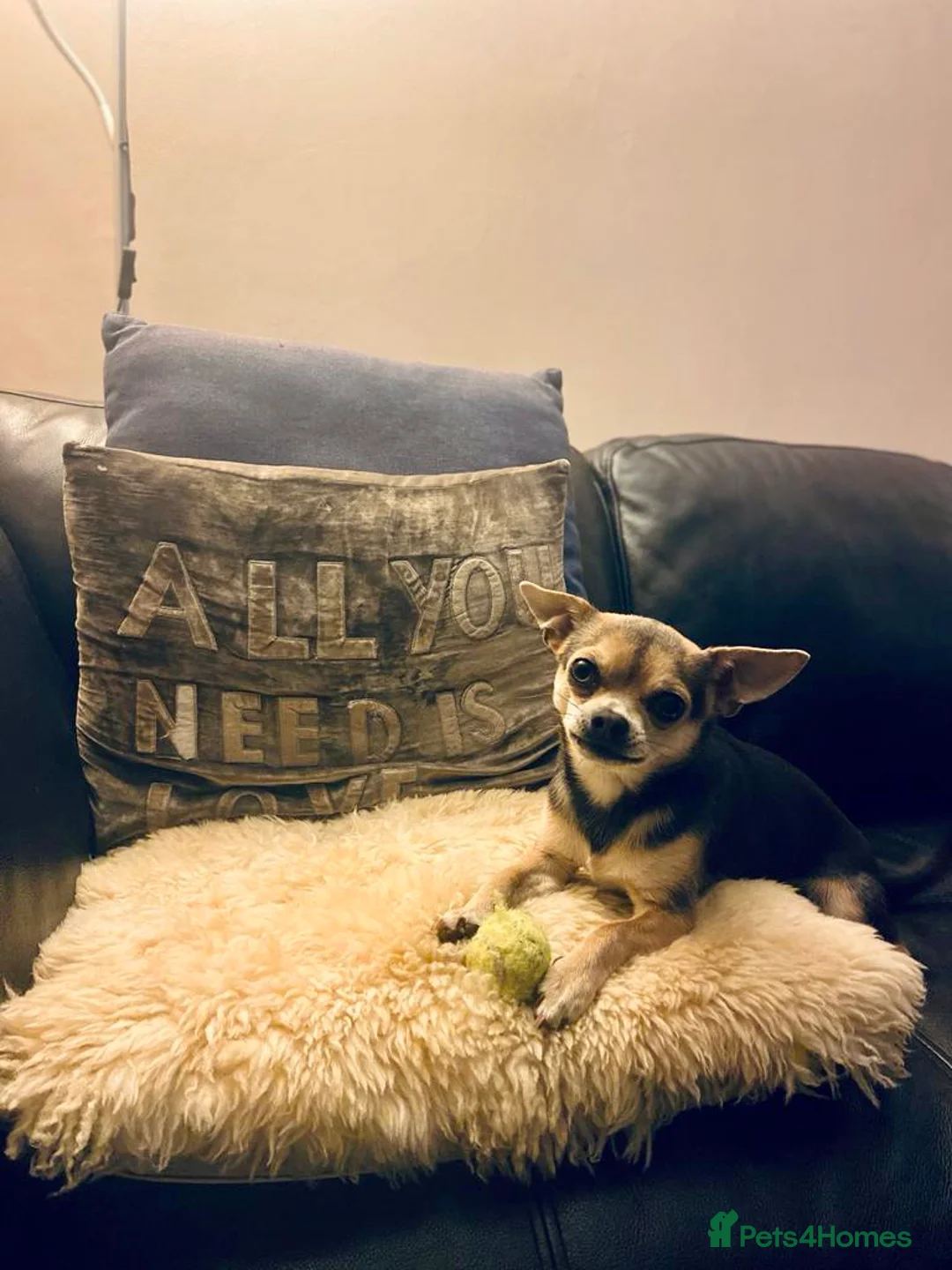 Chihuahua dogs for stud: Kenobi  - Advert 8