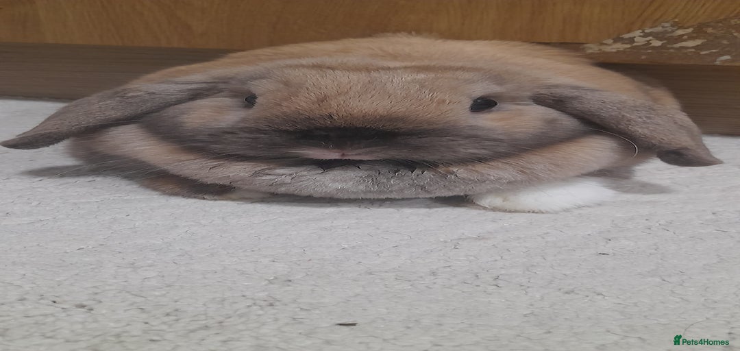 Gallery Image {{count}}