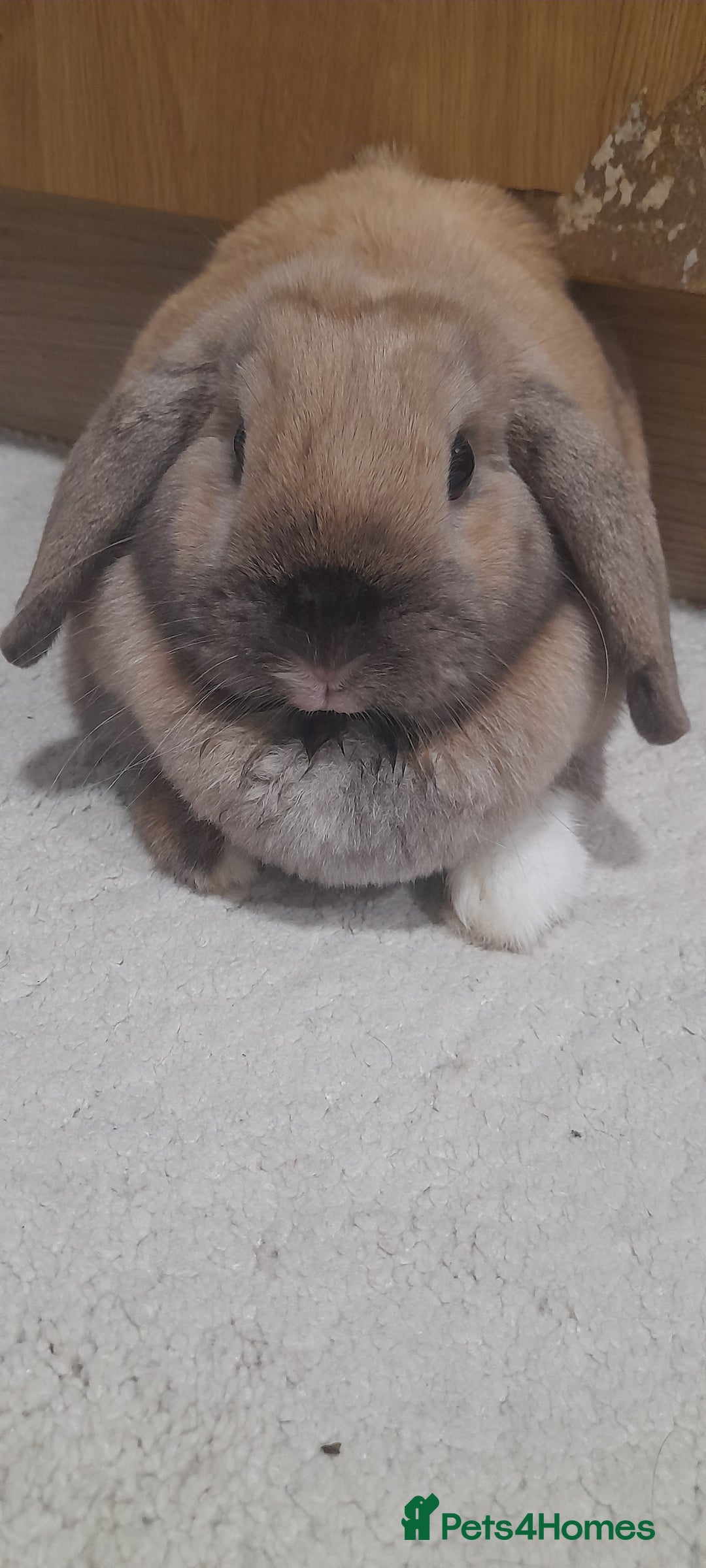 Gallery Image {{count}}