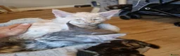 Maine Coon cats for sale: Last 2 gorgeous TICA mainecoons ready now - Advert 9