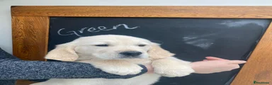 Golden Retriever Puppy 3