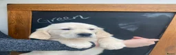 Golden Retriever dogs for sale: Beautiful Golden Retriever Puppies - Advert 9