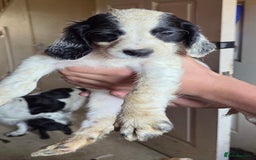 Cocker Spaniel dogs for sale: Cocker spaniel male puppies - Image 7