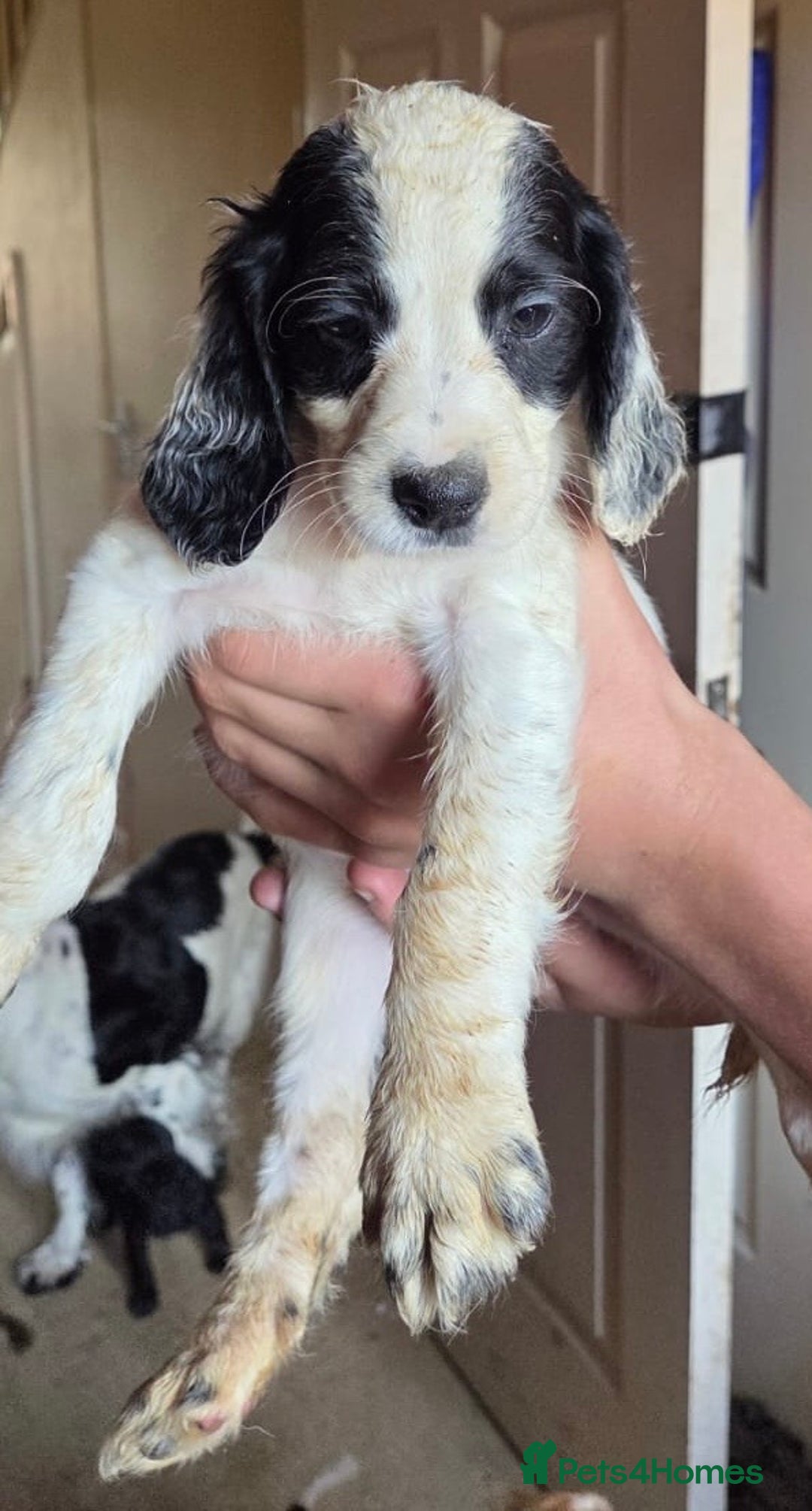 Cocker Spaniel dogs for sale: Cocker spaniel male puppies - Image 7