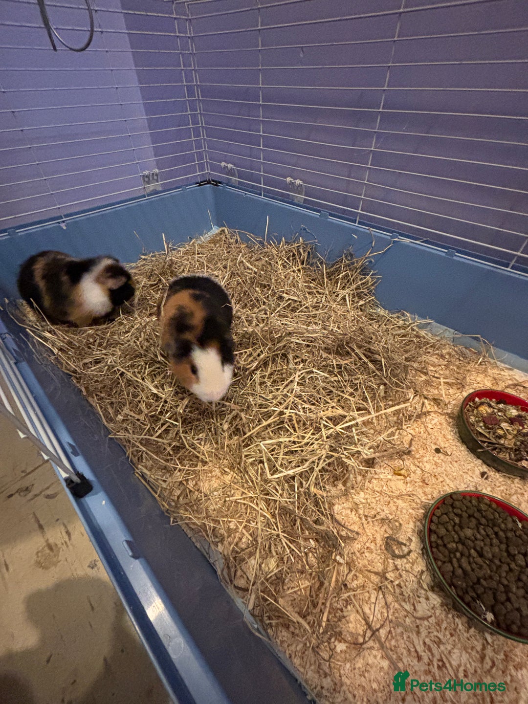 Guinea Pig rodents for sale: 2 bonded male guinea pigs.  - Advert 4