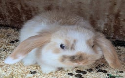French Lop rabbits for sale: French Lop babies  - Image 5