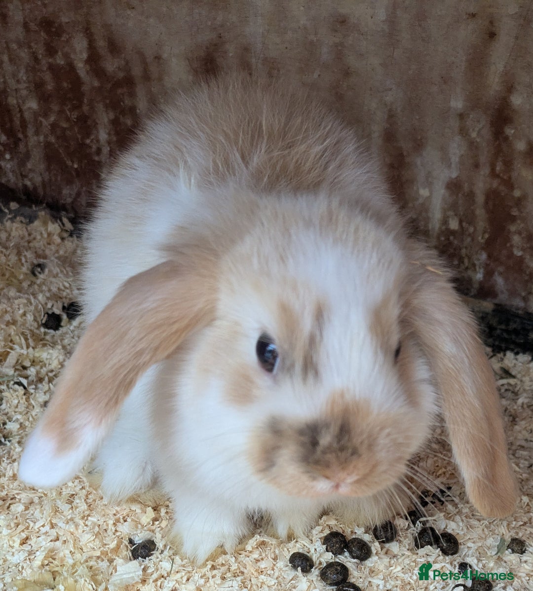 French Lop rabbits for sale: French Lop babies  - Image 5