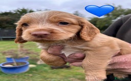 Cocker Spaniel dogs for sale: GORGEOUS WORKING COCKER PUPS - Image 12
