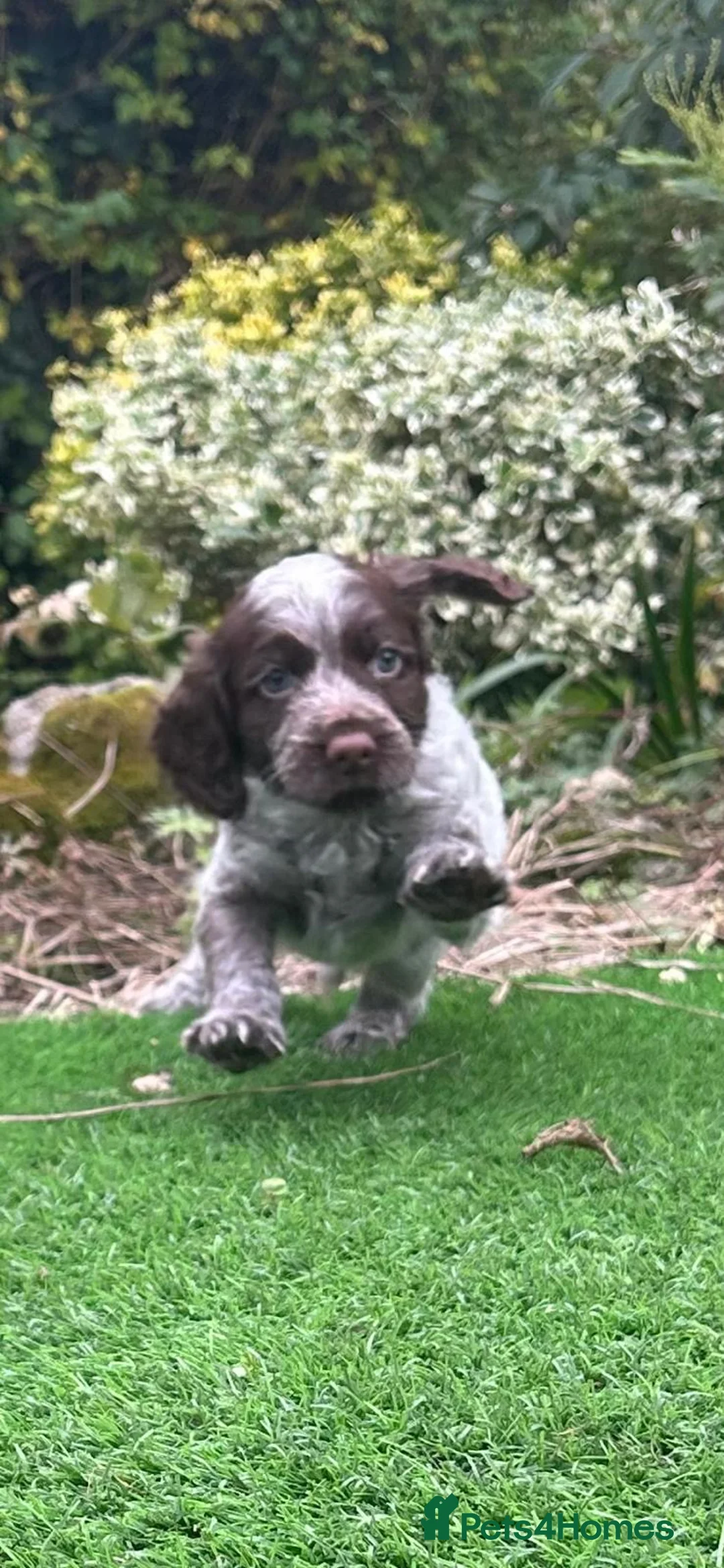 Cocker Spaniel dogs for stud: Proven KC Reg Health Tested Working Cocker in Aylesbury - Advert 4