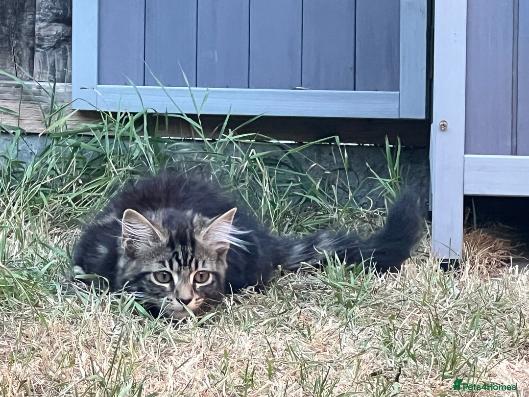 Mixed Breed cats for sale: 2 beautiful kittens looking for a new home - Image 12