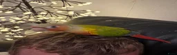 Conures birds for sale: Hand reared Conures - Advert 7