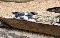 Staffordshire Bull Terrier dogs for sale: 🐶🐾Staffordshire puppies ❤️🐶 - Image 12