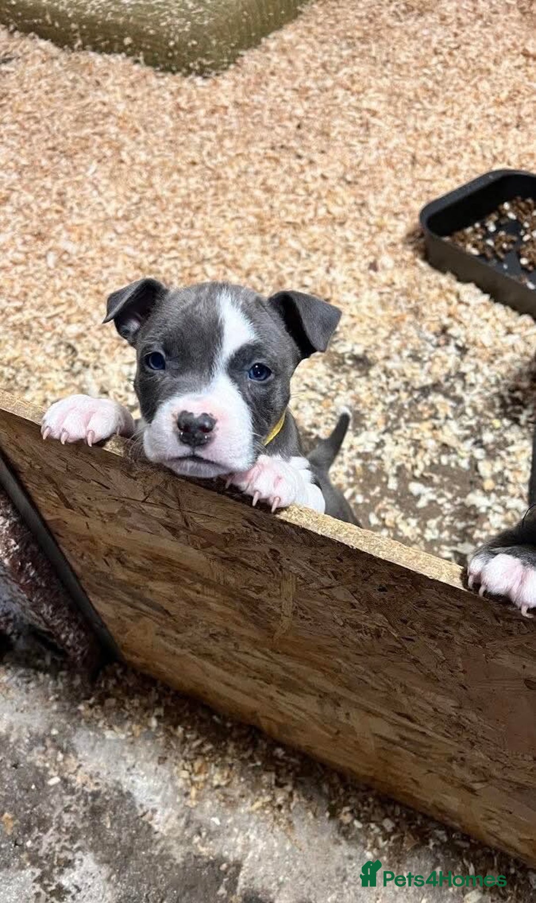 Staffordshire Bull Terrier dogs for sale: 🐶🐾Staffordshire puppies ❤️🐶 - Image 12