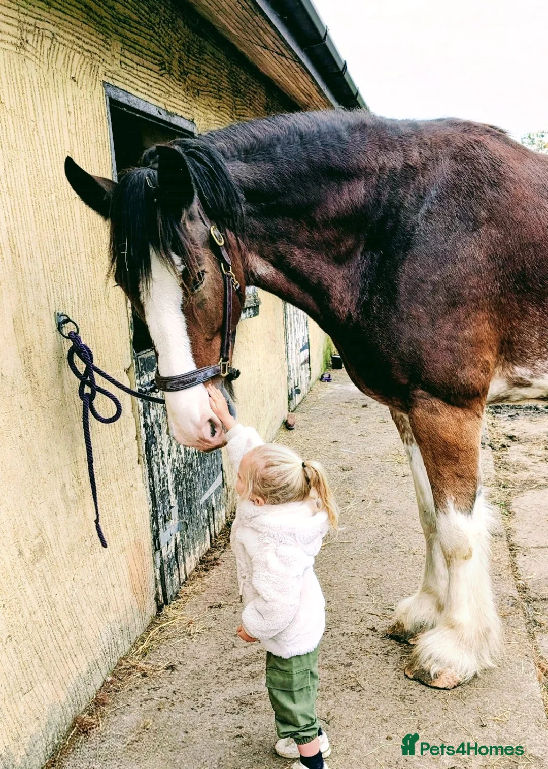 Shire horses for sale: Bruno 18.3 registered shire gelding  - Advert 1