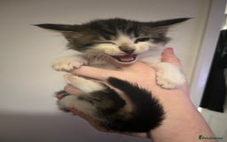 Mixed Breed cats for sale: Kittens ready to go! - Advert 9