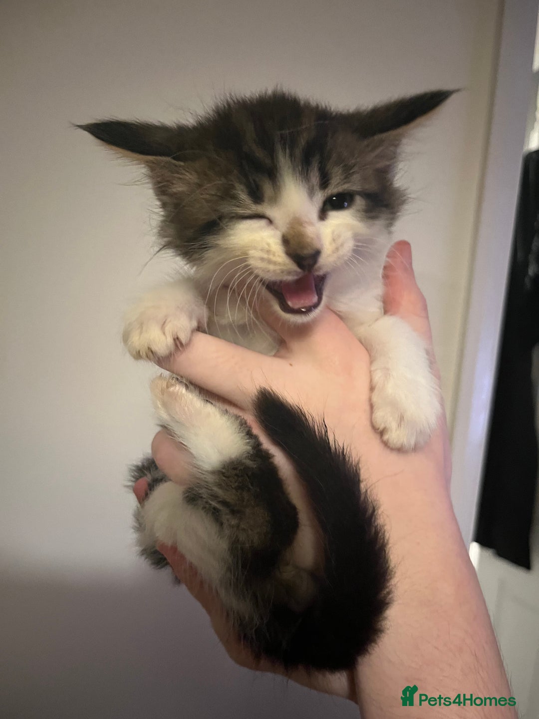 Mixed Breed cats for sale: Kittens ready to go! - Advert 9