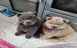 Chow Chow dogs for sale: Stunning kc chow chows - Image 1