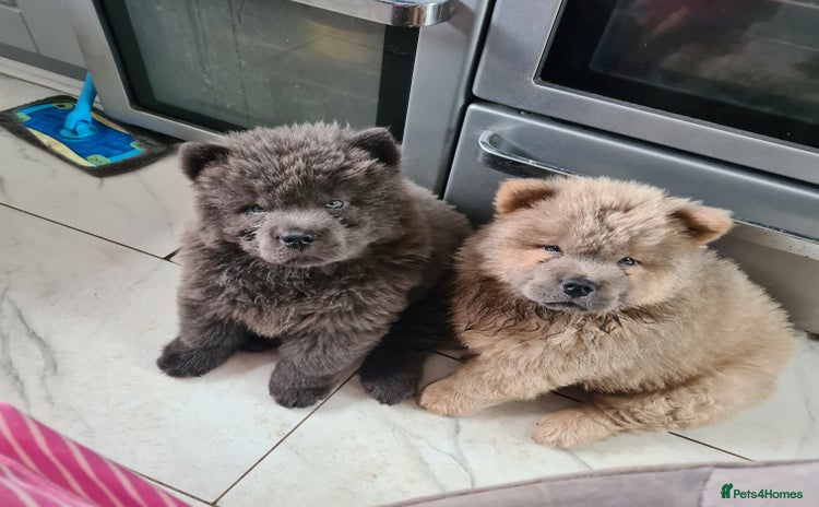 Chow Chow dogs - Advert 11