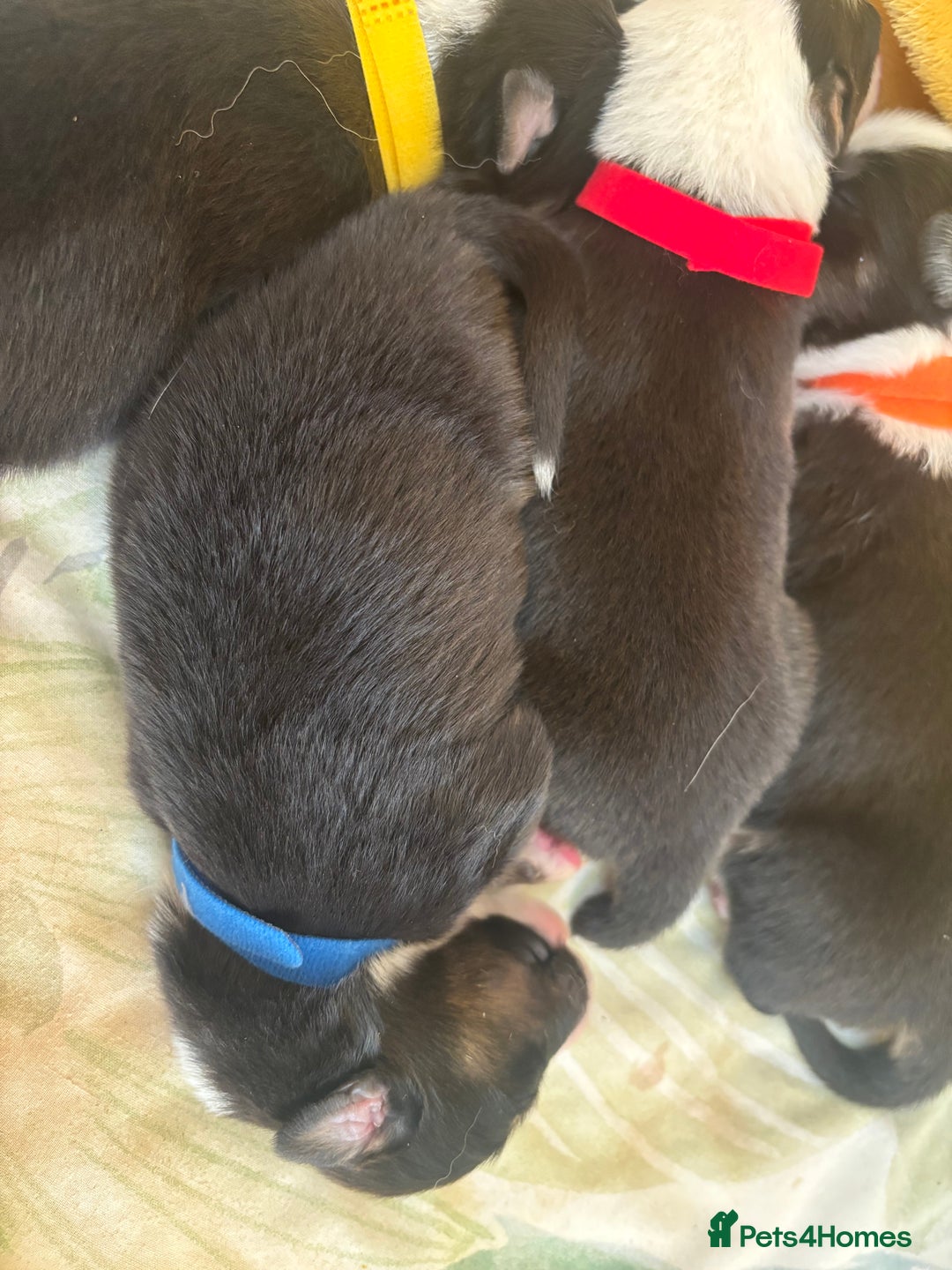 Australian Shepherd dogs for sale: KC registered Australian shepherd puppies  - Image 11