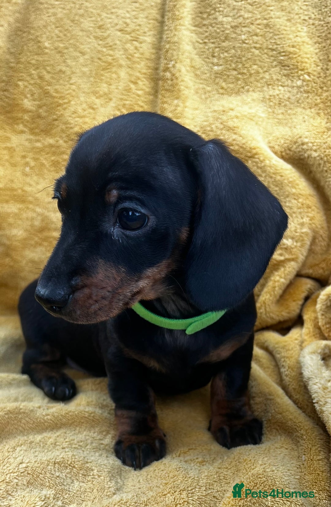 Miniature Dachshund dogs for sale: Smooth haired miniature dachshund - Image 4