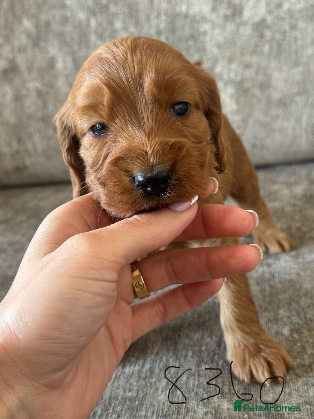 Cockapoo dogs for sale: BEAUTIFUL RED COCKAPOO PUPS HEALTH TESTED PARENTS - Advert 31