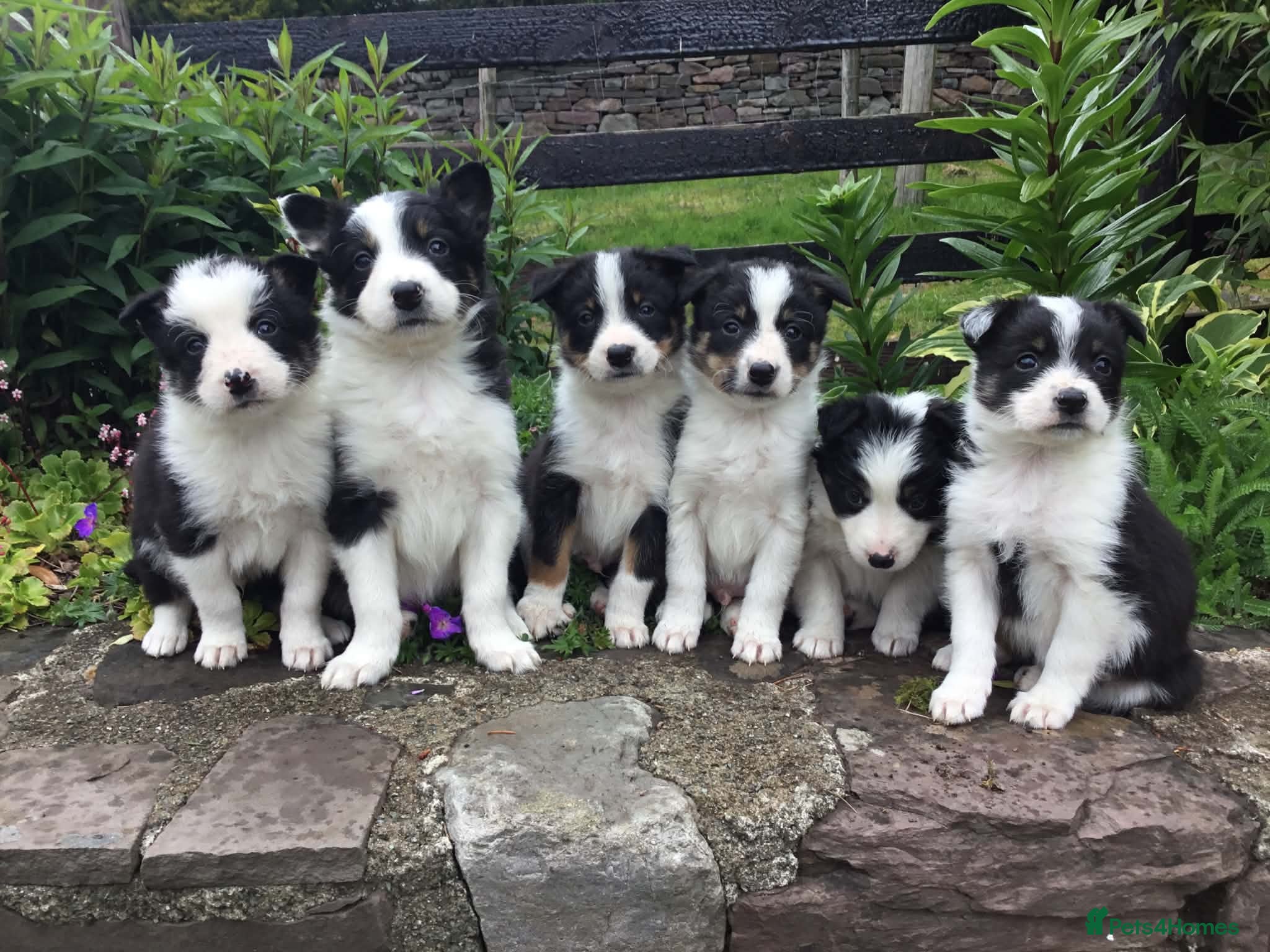 Border Collie dogs 6 Adorable Border Collie Puppies  - Advert 5