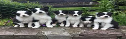 Border Collie dogs for sale: 6 Adorable Border Collie Puppies  in Brecon - Advert 1