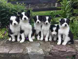 Border Collie dogs 6 Adorable Border Collie Puppies - Advert 5