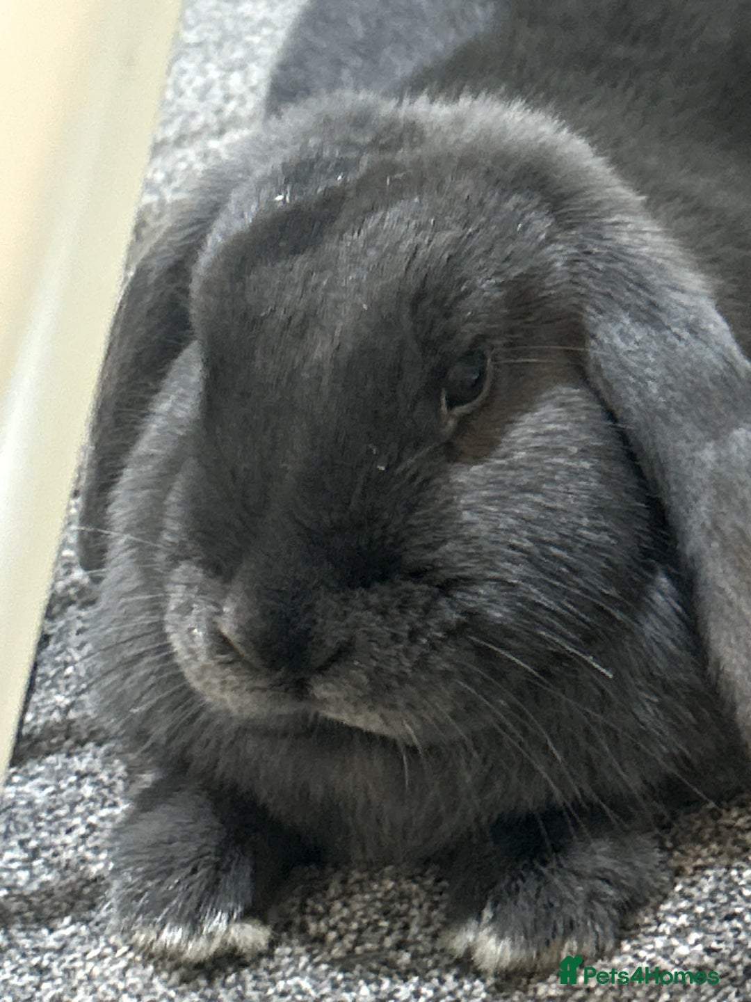 Mixed Breed rabbits for sale: Two sisters looking for a new home  - Advert 3