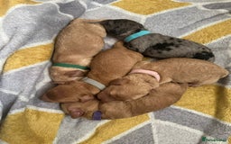 Cockapoo dogs for sale: Cockapoo Pups - Image 4