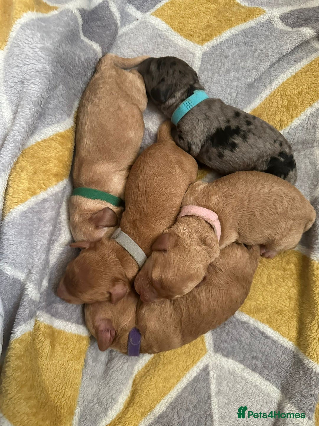 Cockapoo dogs for sale: Cockapoo Pups - Image 4