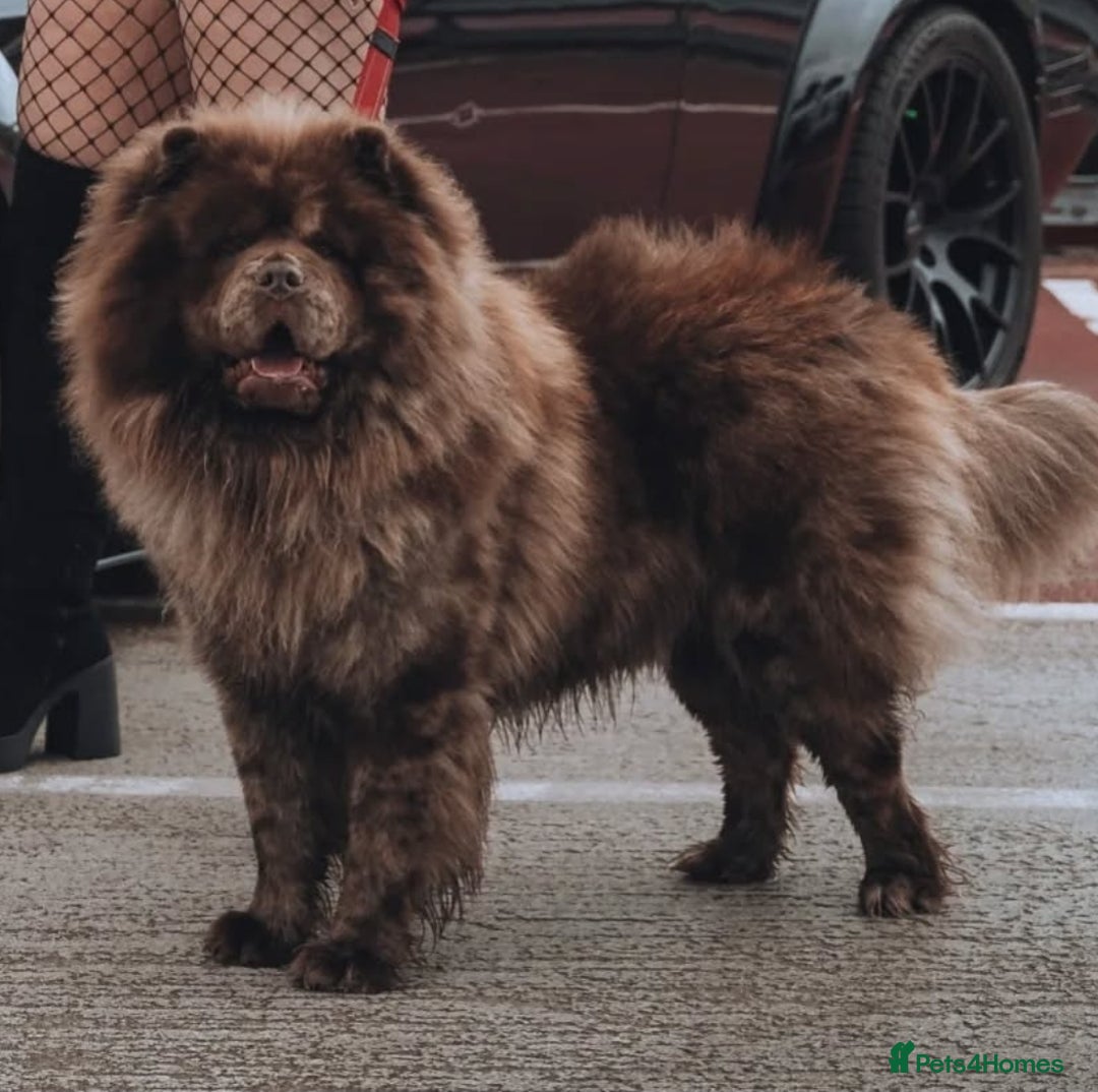 Chow Chow dogs for stud: Chocolate Split faced Merle Chow Chow Stud in Accrington - Advert 1