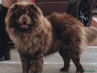 Chow Chow dogs in Accrington - Advert 7