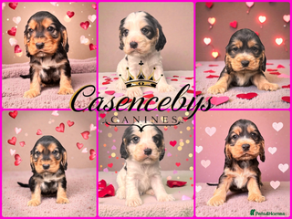 Cocker Spaniel dogs ❤️THE MOST INCREDIBLE DNA CLEAR SHOW SPANIELS❤️ - Advert 1